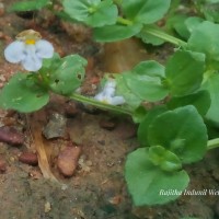 <i>Yamazakia pusilla</i>  (Willd.) W.R.Barker, Y.S.Liang & Wannan